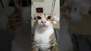 Think cats are low-maintenance pets?