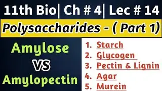 Polysaccharides| Starch| Amylose vs Amylopectin| Glycogen| Murein| 1st year Bio | Chap # 4| Lec # 14