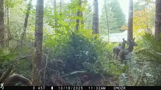 Local Wildlife Caught on Timber 2 Trailcam in Washington State's Wetlands 🌲🐾 🦌 🌿