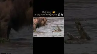 Лев против крокодила 💀🐊, Шер, наша битва Мгармаха 💪 #лев #jimcorbettwildlifeandnatureview #дикаяп...