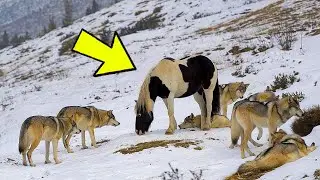 Wild Horse Is Always Seen With Pack Of Wolves &ndash; What a Hunter Discovers WILL SHOCK YOU!