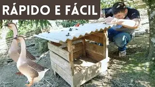 Construindo ninho para a gansa | Coração Campeiro