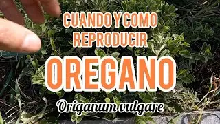 ¿Cómo y cuándo reproducir orégano? -  Crear y Sembrar -