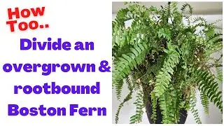 Dividing an overgrown Boston fern