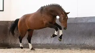 Horse for Sale | Impressive young bay Lusitano stallion (REF#375)
