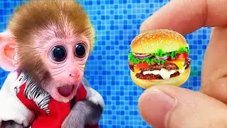 🔴Baby Monkey Bi Bon eats hamburgers and bathes in a pool of colorful balls | Animals Monkey Video