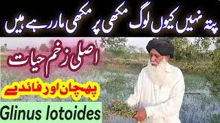Zakham e hyat boti ki pehchan or fayde | glinus lotoides in urdu/hindi |