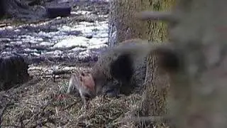 A newborn boarlet