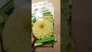 Мой выбор семян цинний!