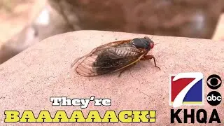 After 13 Years, Brood 19 Cicadas Are Starting to Emerge in Parts of Missouri