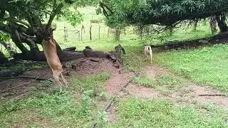 Monsoon season yet goats eager to roam around for food #goatfarmlife #goats #goatfarming #animals