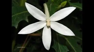 Campanulaceae - Hippobroma longiflora (L.) G.Don na Apa da Costa Brava SC., Balne&aacute;rio Cambori&uacute;