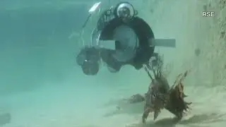 The robot capturing lionfish News