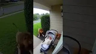 Lion Tries to Attack a Kid 😱🐾