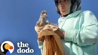 Seagull Who Almost Drowned Gets The Courage To Fly Again | The Dodo
