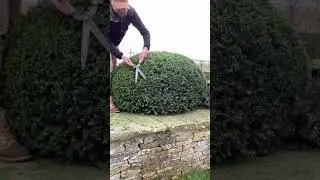 Shaping a yew dome&hellip;