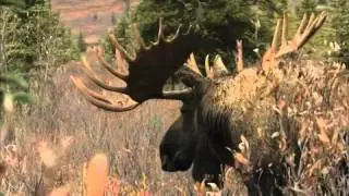 Wild Spaces WILD SPACES: DENALI NATIONAL PARK /  UNTAMED ALASKA