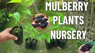 Mulberry Plants Available 🌱 | Varieties-: Kanva-2, S-13,36 etc. | Sumaiya Nursery Assam | 