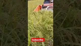 Mini harvester working video | Mini Harvester in Field |Harvesting work #miniharvester