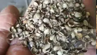 Commercial Use Hemp Seed Dehuller|Whatsapp: 008613015518550