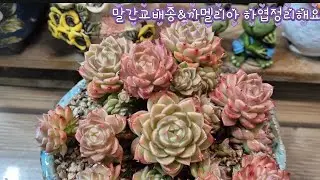 260116.※말간교배종&까멜리아 하엽정리해요 