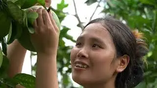 Small family: Picking grapefruit to sell - How to make fried rice to eat with daughter