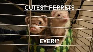 POSSIBLY THE CUTEST FERRETS EVER!?