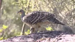Introducing Bush Heritage Australia
