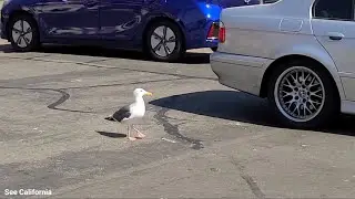 Seagull Walking Busy Street Intersection