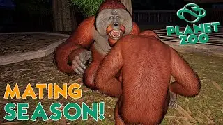 KEEP MATING & DISEASE ALERT! Bornean OrangUtan Breeding Programme Challenge! #2 \\ JQLeeJQ Games