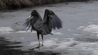 Heron slow motion Flight