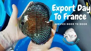 Export Day to France