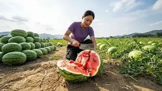 Harvesting the giant Watermelon Crop and Taking it to The Market to Sell, taking care of the pigs