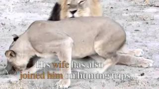 What we know about Walter Palmer Cecil the lion's killer