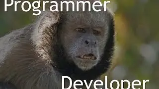 What is the difference between Programmer and Developer