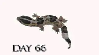 Fat Tail Gecko Growth Video Striped White Out Morph