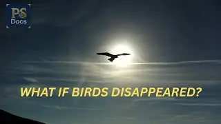 What Would Happen If Birds Disappeared?
