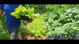 Minha horta organica e criação galinhas 