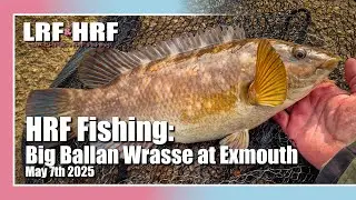 Wrasse Fishing: Big Ballan Wrasse at Exmouth