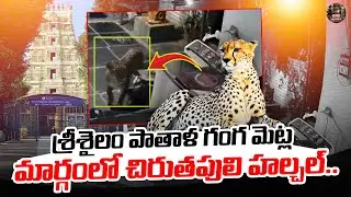 Leopard spotted in Srisailam near Patalganga |@BRKNayavedhika