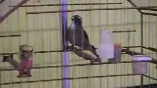 trinca ferro dois puleiro