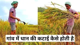 Paddy harvesting in india | गांव में धान की कटाई | by Kunal Earth 🌎 #paddy