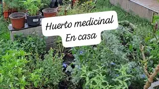 C&oacute;mo tener un huerto medicinal en casa .