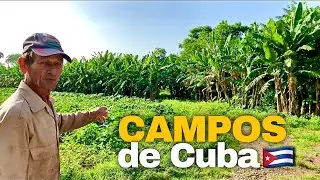 La VIDA en los CAMPOS de CUBA 🇨🇺