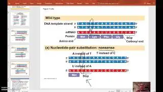 AP Biology Review:  Gene Mutations