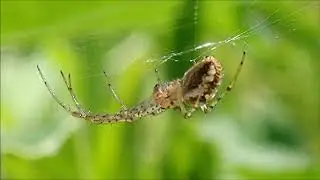 Herfstspin (Metellina segmentata)