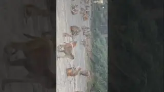 monkey's funny video # monkey comedy videos funny laughing # janemonkey #dheeraj #deluxe