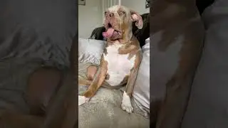Long tongue Bully  😛  #zena #xlbully #puppy #girl #dog #pet #youtube #viral #shorts
