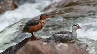 Torrent Ducks