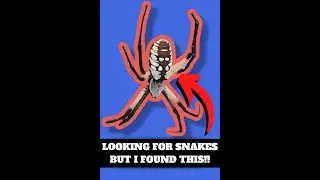 Looking for SNAKES 🐍 but I found THIS instead!!